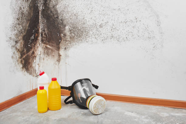 Best Black Mold Remediation in Harrisonville, MO