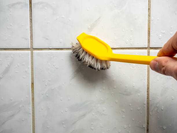 Best Basement Mold Remediation in Harrisonville, MO