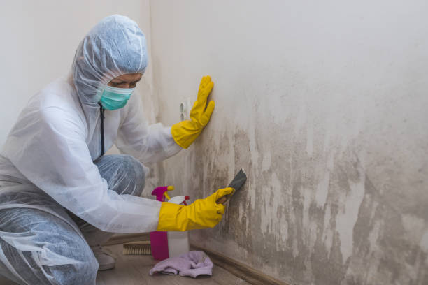Trusted Harrisonville, MO Mold Remediation Experts