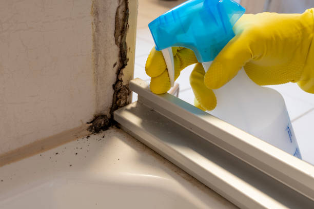 Best Crawl Space Mold Remediation in Harrisonville, MO
