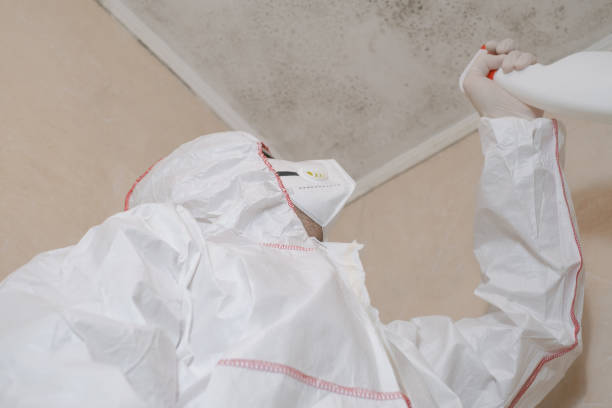 Best Bathroom Mold Remediation in Harrisonville, MO