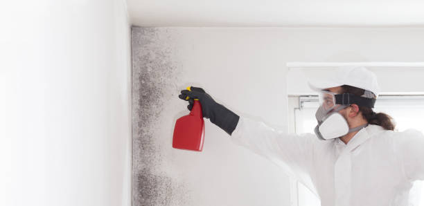 Best Residential Mold Remediation in Harrisonville, MO