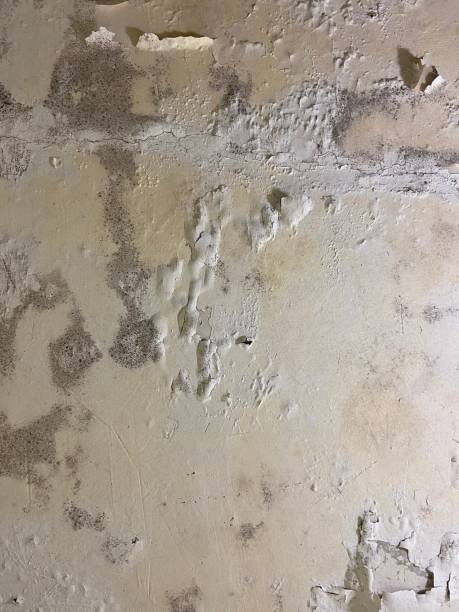 Best Kitchen Mold Remediation in Harrisonville, MO