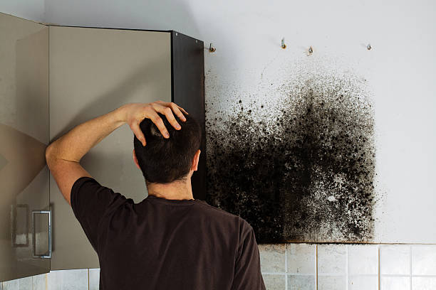 Best Insurance-Related Mold Remediation in Harrisonville, MO