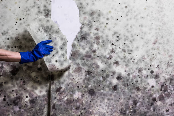 Best Mold Testing and Inspection Services in Harrisonville, MO