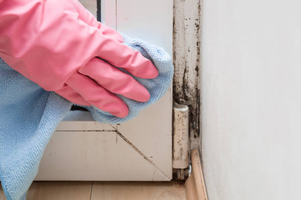 Best White Mold Remediation in Harrisonville, MO