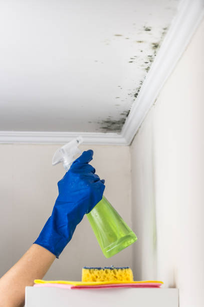 Best Industrial Mold Remediation in Harrisonville, MO