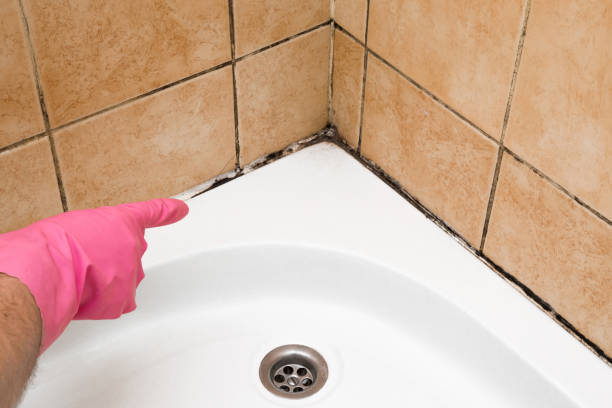 Best Preventive Mold Services in Harrisonville, MO